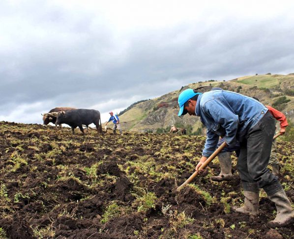 Aprueban primer programa de financiamiento por S 250 millones para pequeños agricultores agrarios