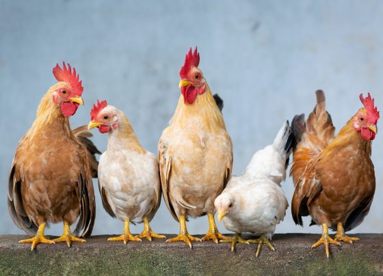 Investigadores prueban vacunas contra el COVID-19 en gallinas