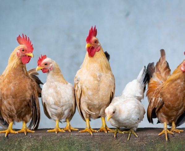 Investigadores prueban vacunas contra el COVID-19 en gallinas