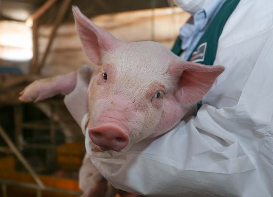 Virus detectado en cerdos en China no pone en riesgo producción porcina del Perú