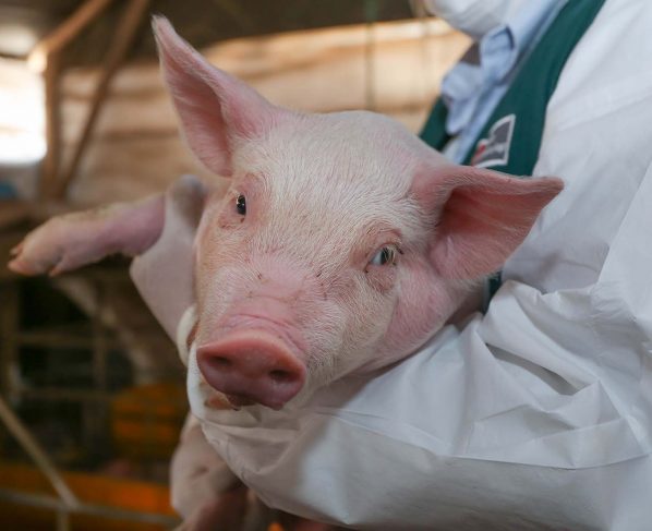 Virus detectado en cerdos en China no pone en riesgo producción porcina del Perú