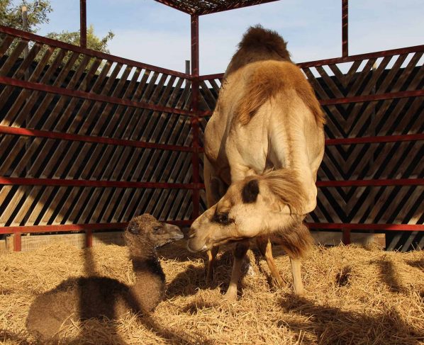 Nace primer dromedario concebido en el desierto iqueño