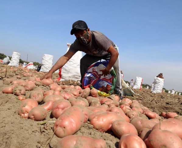 El precio de papa blanca cae hasta S/ 0.20 por kilo en Ica