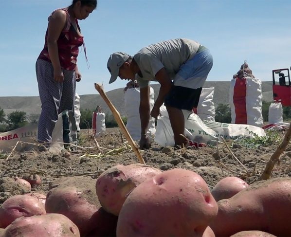 Debido a sobreproducción cae el precio de la papa en la región Ica