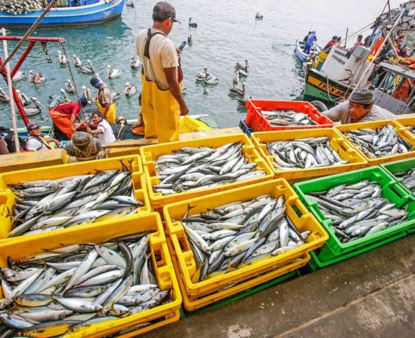 Desembarques pesqueros crecieron 94,1% en julio por impulso de la anchoveta