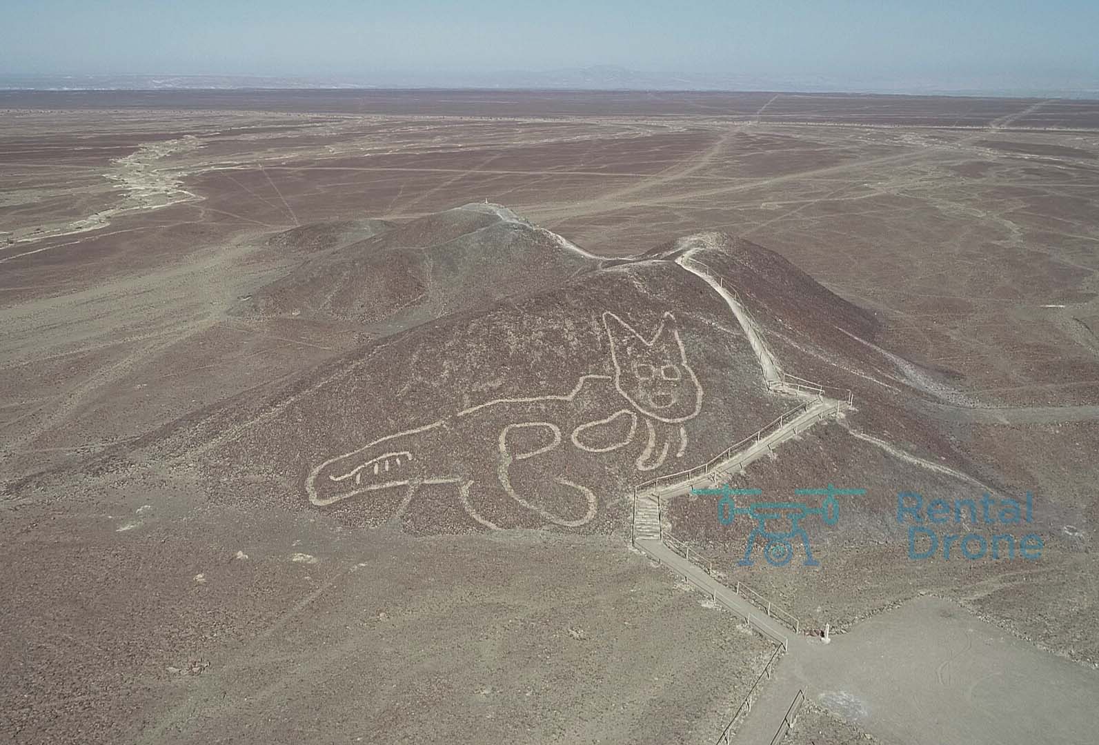 Un gatito de 37 metros, nueva figura descubierta entre geoglifos de Nazca