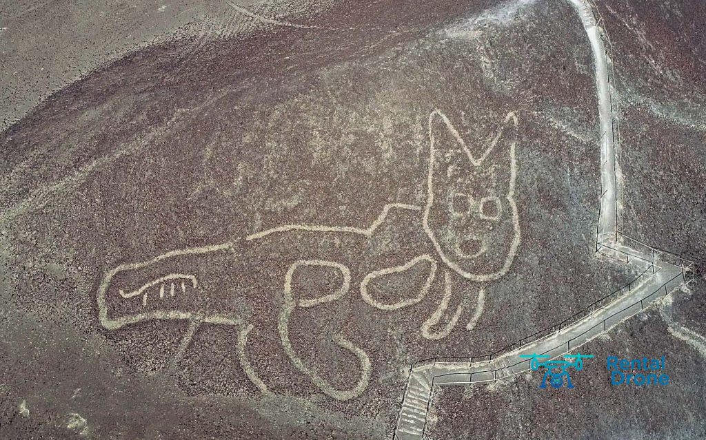 Un gatito de 37 metros, nueva figura descubierta entre geoglifos de Nazca