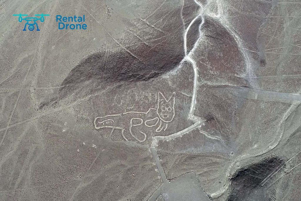 Un gatito de 37 metros, nueva figura descubierta entre geoglifos de Nazca