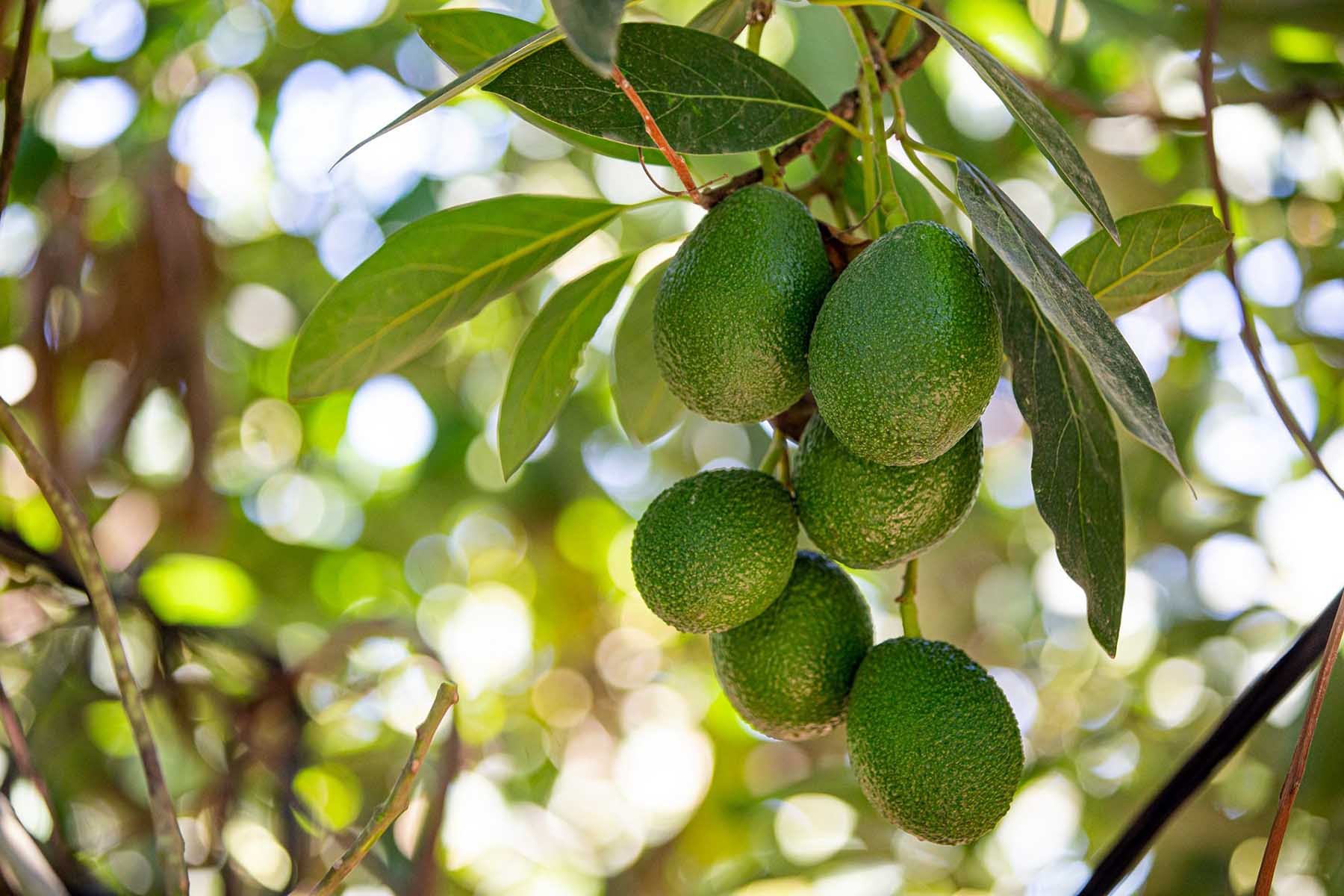 Exportaciones de paltas sumaron US$ 636 millones en los primeros siete meses del año