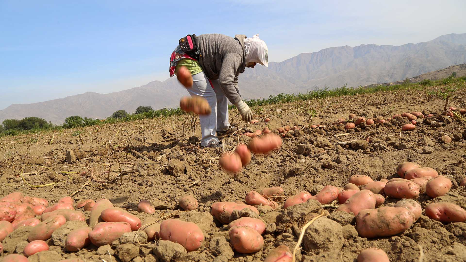 Desempleo en Perú creció el 9,6 % entre julio y septiembre por la covid-19
