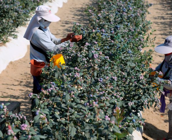 Promulgan Ley 31075 que oficializa creación de Ministerio de Desarrollo Agrario y Riego