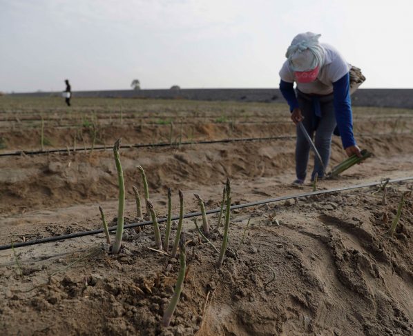 Trabajadores del agro: los “esclavos” de la boyante agroexportación iqueña