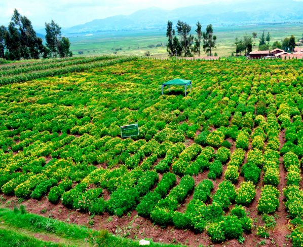 Midagri resguarda conservación genética de 14,500 cultivos oriundos del país