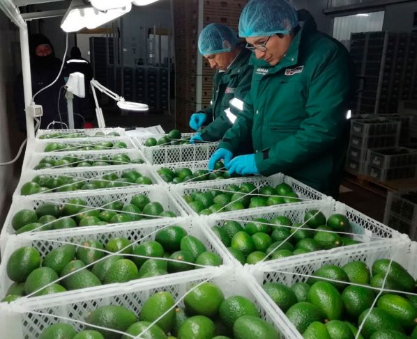 Midagri: Exportaciones agrarias sumaron US$ 661 millones en enero