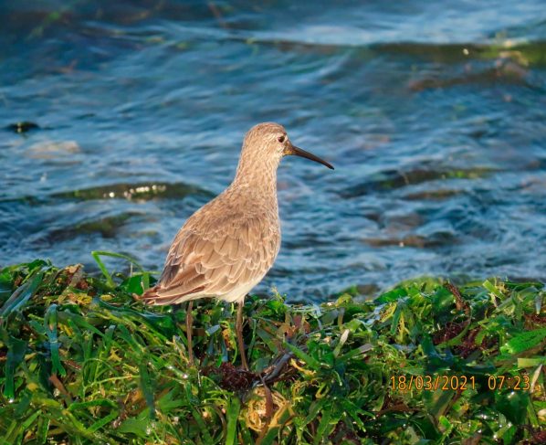 Avistan por primera vez a ejemplar de Playero Zarapito después de 45 años