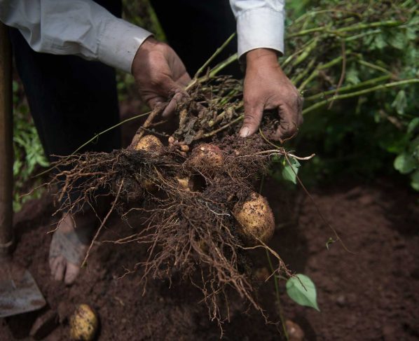 Sector agropecuario repunta y crece en julio 11%, la cifra más alta en lo que va del año