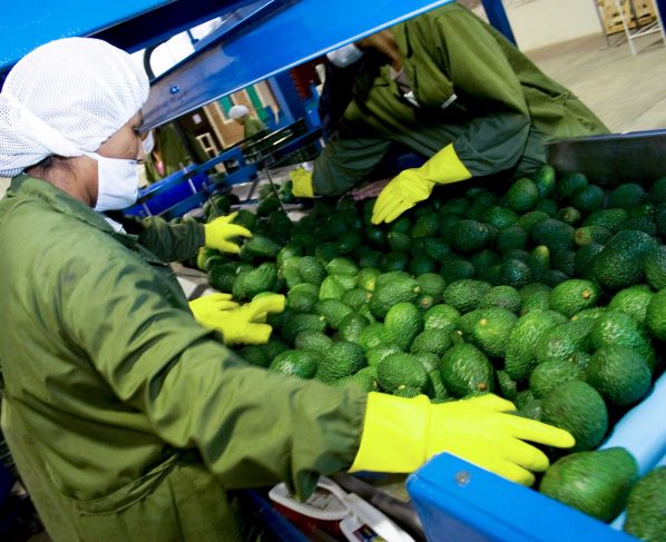 Perú vive un boom agroexportador, afirma el ministro de Comercio Exterior