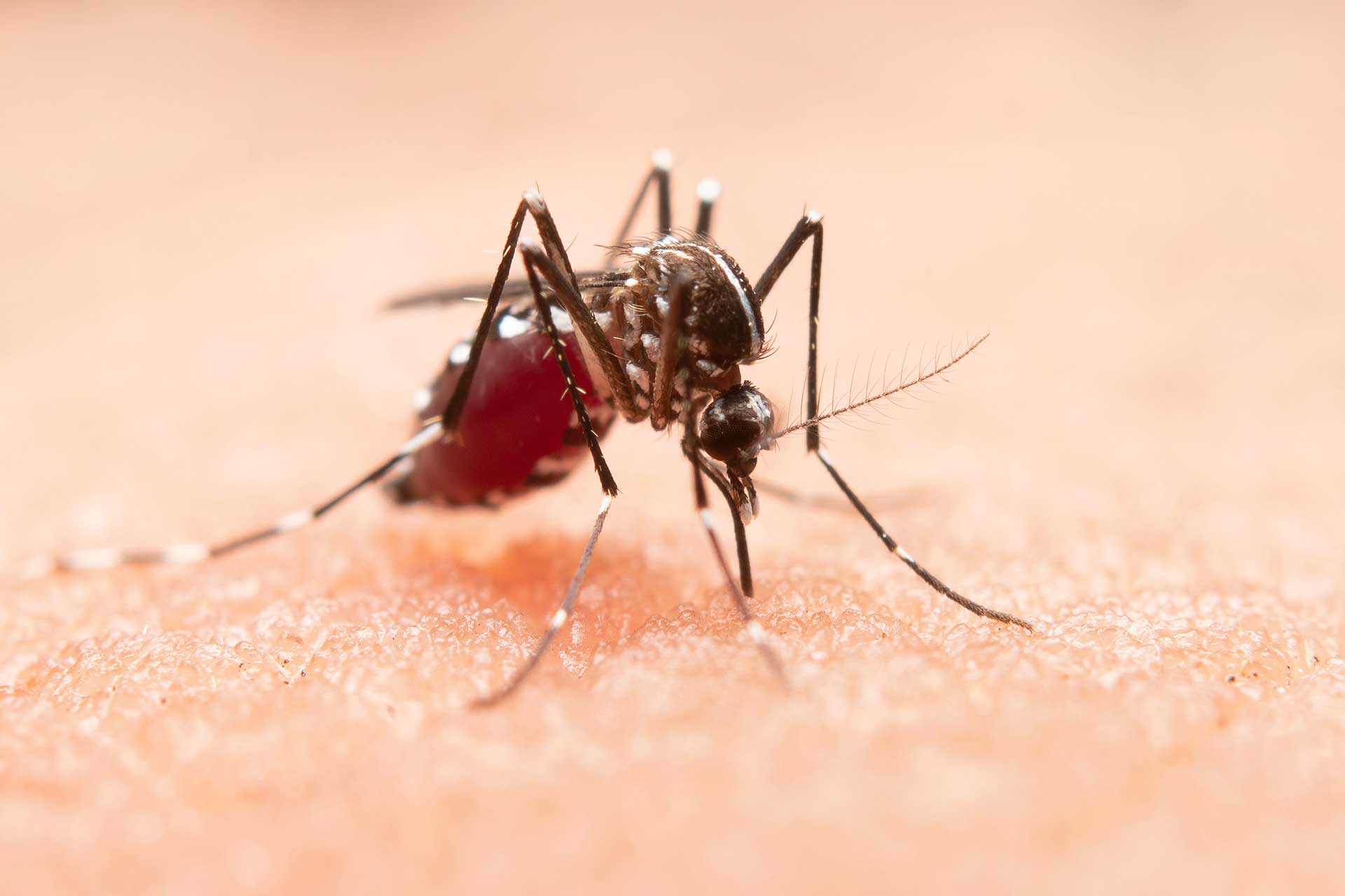 Cinco muertos y mas de 2400 contagios de dengue se registran en Ica