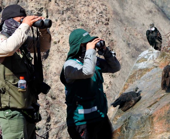 Avistan lugar de descanso de 13 cóndores andinos en una quebrada de Nasca