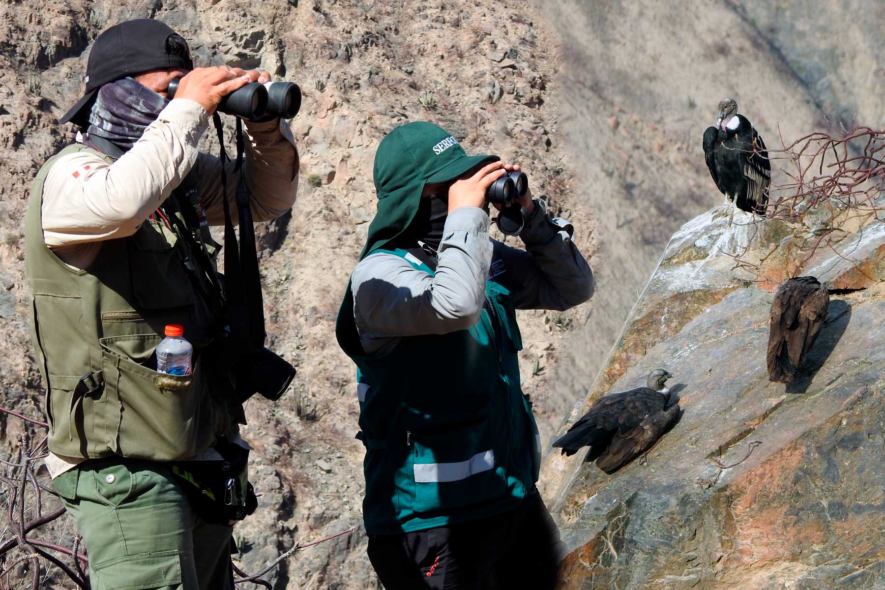 Avistan lugar de descanso de 13 cóndores andinos en una quebrada de Nasca