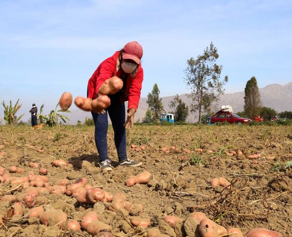 En el Día Nacional, el Perú lidera la producción de papa en América Latina