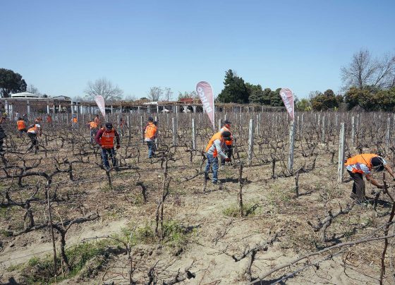 Se realizó el segundo concurso de poda profesional en vid