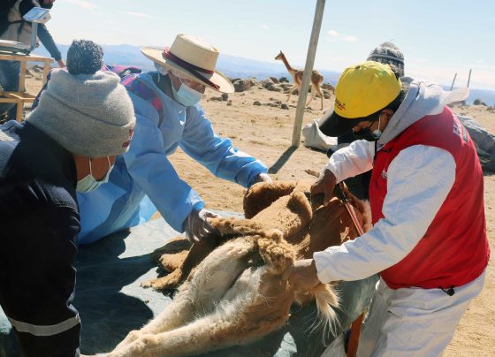 Comunidades de Huaytará esperan reunir 200 kilos de fibra de vicuña en Chaccu