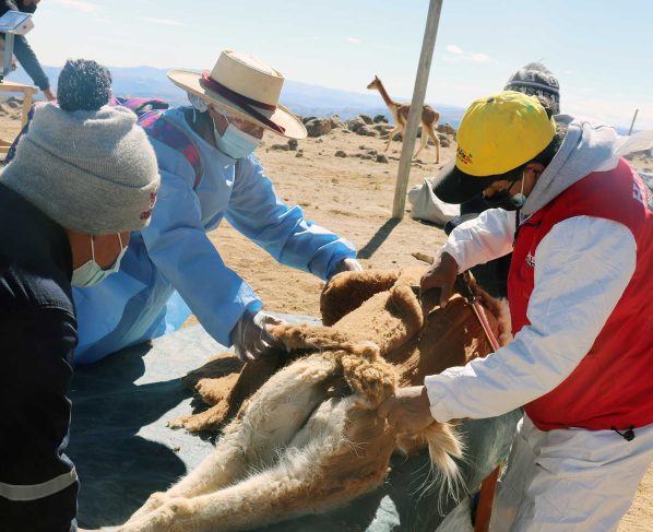 Comunidades de Huaytará esperan reunir 200 kilos de fibra de vicuña en Chaccu