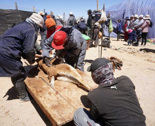 Comunidades de Huaytará reviven tradicional chaccu de vicuñas