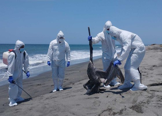 Senasa confirma primer caso de influenza aviar H5N1 en la región Ica