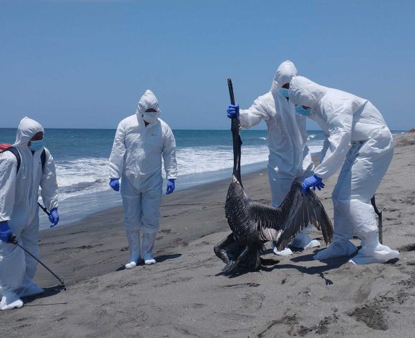 Senasa confirma primer caso de influenza aviar H5N1 en la región Ica