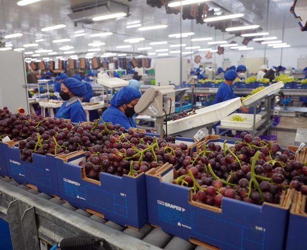 Ica pierde US$ 12 millones diarios en exportación de uva de mesa por bloqueo de la Panamericana Sur