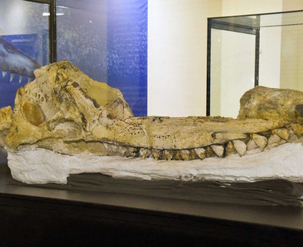 Paleontólogos sanmarquinos descubren en Ica fósil de nueva especie de cachalote prehistórico