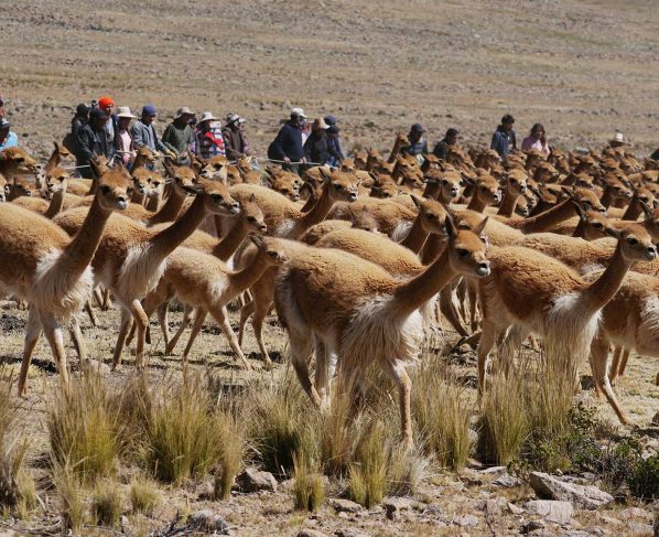 Comuneros de Huaytará recolectan más de 80 kilos de fibra de vicuña en chaccu