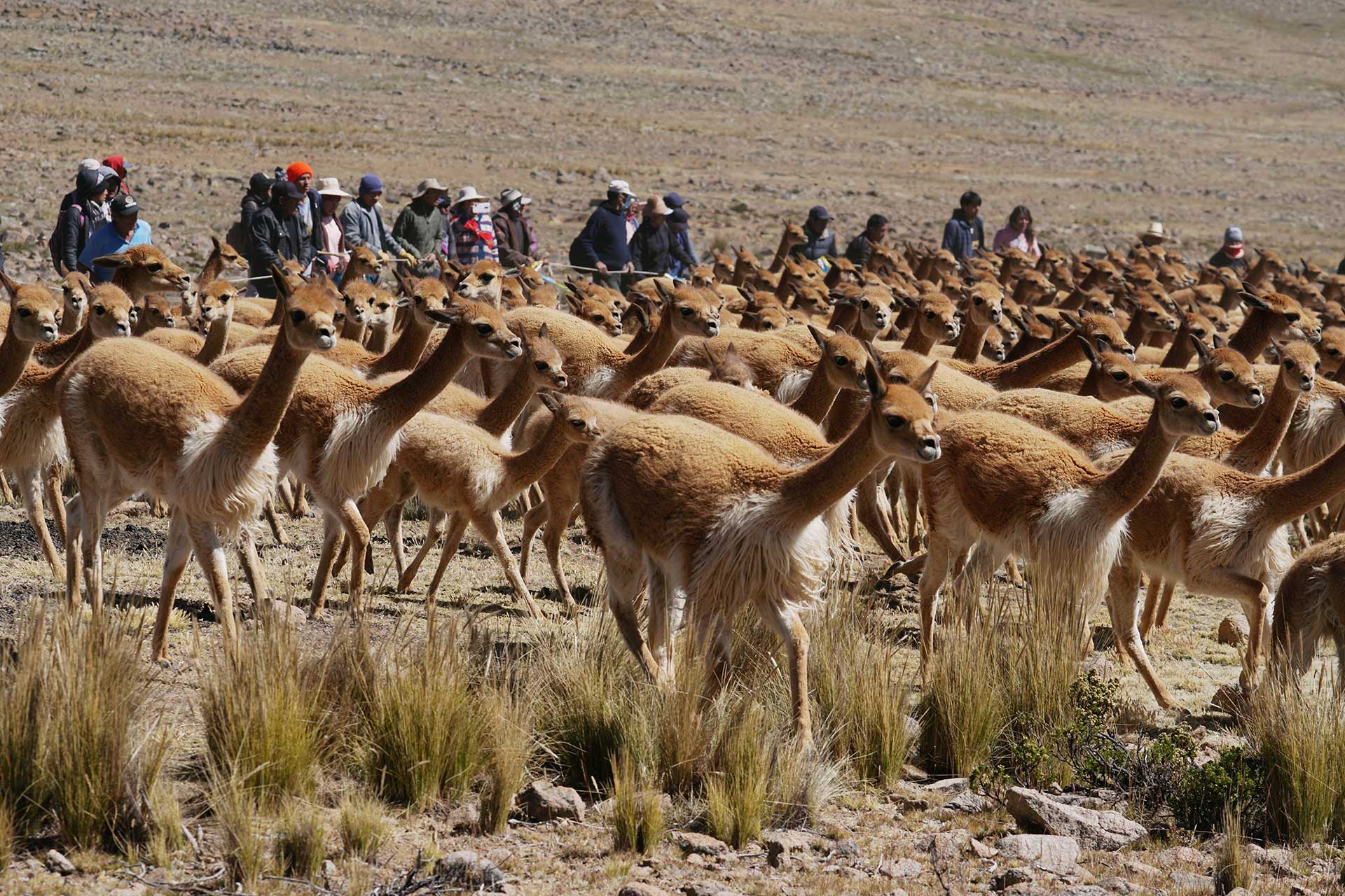 Comuneros de Huaytará recolectan más de 80 kilos de fibra de vicuña en chaccu
