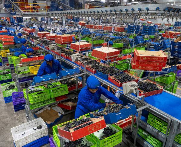 Exportaciones de uva de mesa caen un 12 % en la campaña 2023-2024