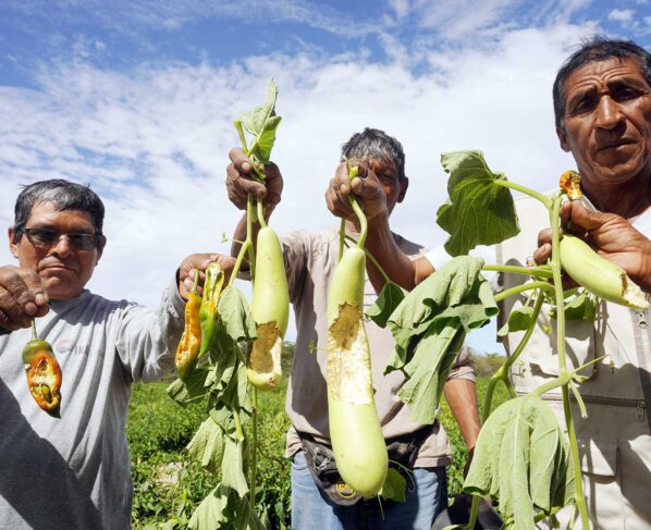 Palpa: plaga de ratas afecta a 300 hectáreas de cultivos y deja cuantiosas pérdidas económicas