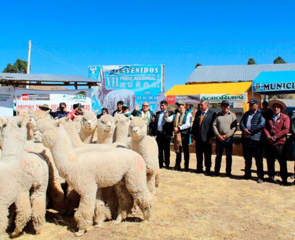 Cerca de 8 mil criadores de camélidos se benefician con entrega de alpacas reproductoras