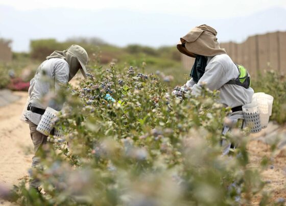 Ica destaca en empleo de calidad, pero ¿qué hace falta para avanzar?