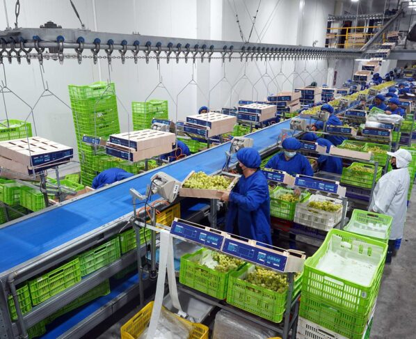 La región sur prevé exportar el 52 % de 78 millones de cajas de uva de mesa que exportará el Perú
