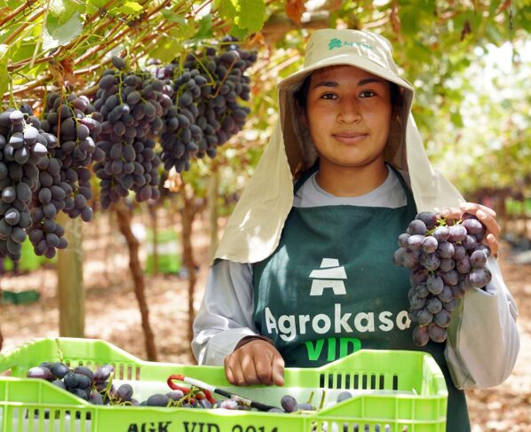 Calidad e innovación: la fórmula del éxito de la uva de mesa peruana en China