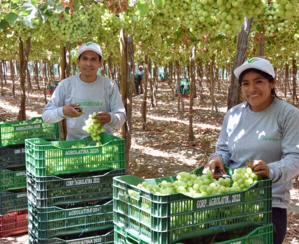 Ica envió el 49 % de las 81.4 millones de cajas de uva de mesa exportadas por el Perú
