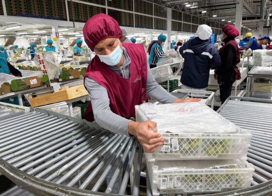 Ica impulsa récord exportador al enviar más de 41 millones de cajas de uva de mesa