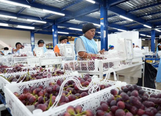 El agro en Ica: más de 95 mil personas impulsan el motor económico de la región