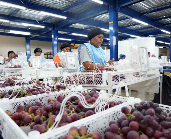 El agro en Ica: más de 95 mil personas impulsan el motor económico de la región