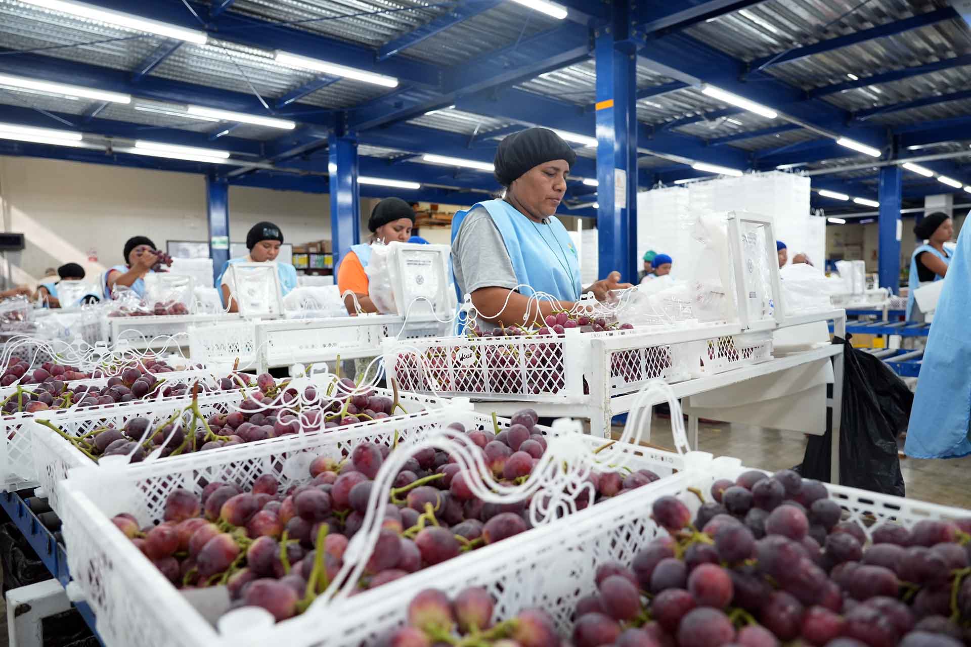 El agro en Ica: más de 95 mil personas impulsan el motor económico de la región