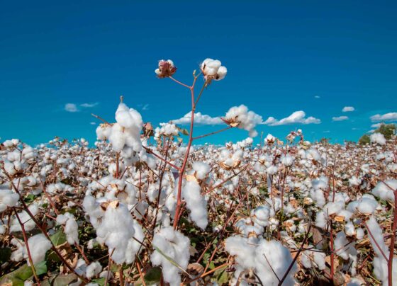 Ica continúa liderando la producción algodonera en el país