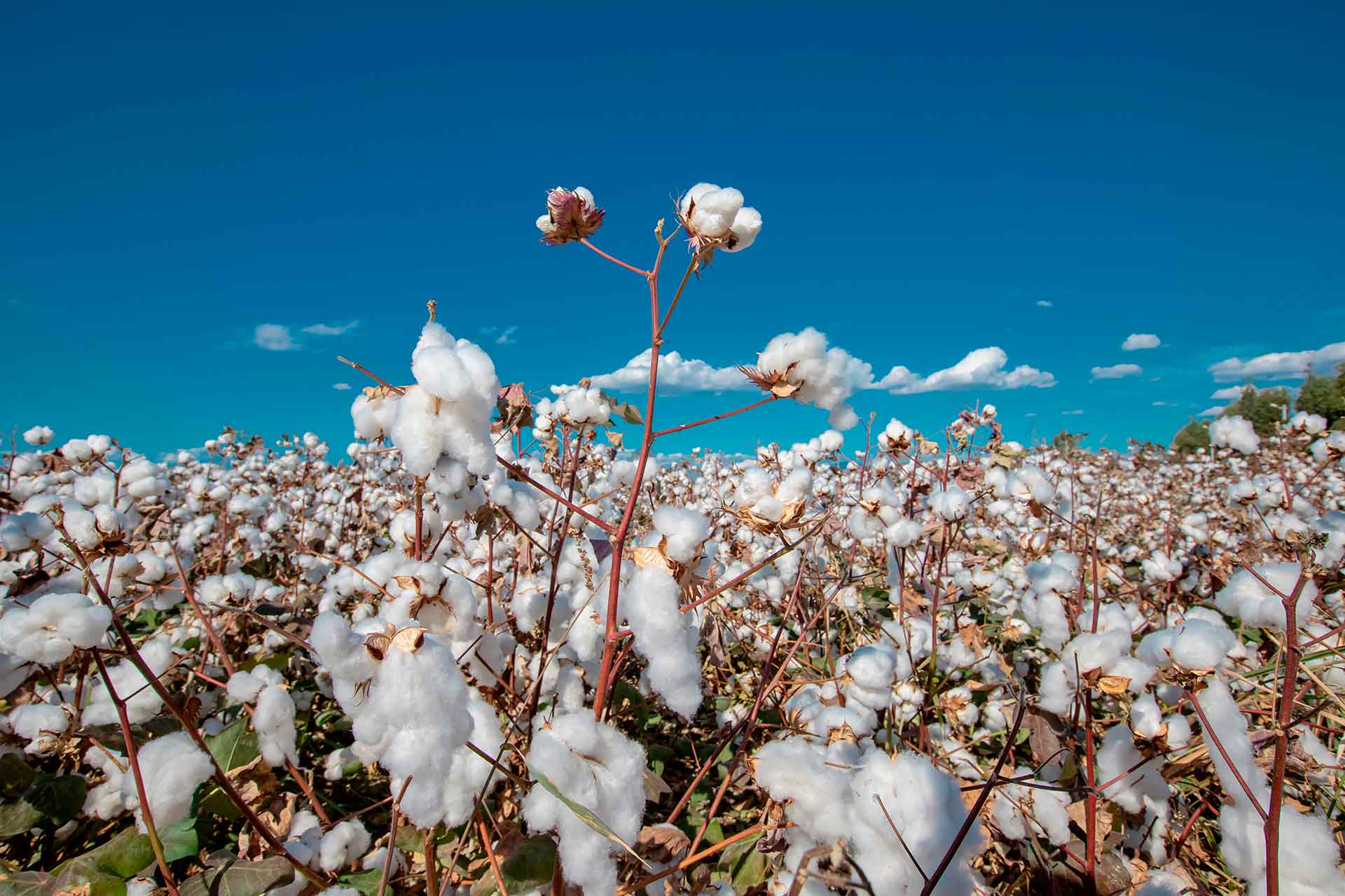 Ica continúa liderando la producción algodonera en el país