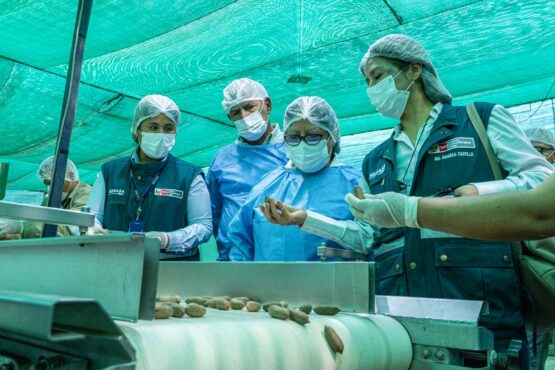 De Ica a China: la agricultura familiar abre el mercado con la pecana