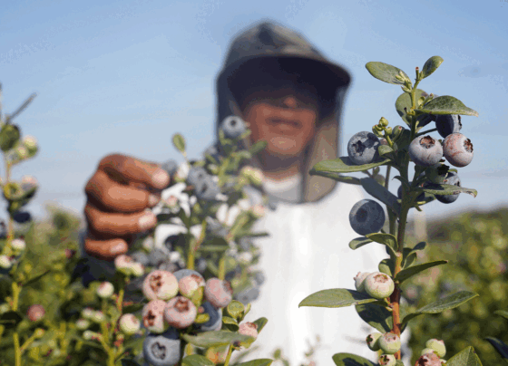 Ica envía el 14% de las 217,051 toneladas de arándanos exportadas por el Perú